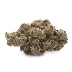 Black Truffle Strain